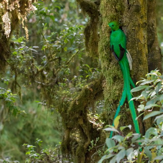 San Gerardo de Dota - Quetzal
